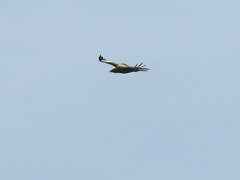 Aquila adalberti