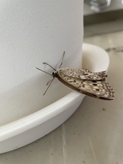 Neope goschkevitschii