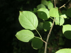 Malus mandshurica