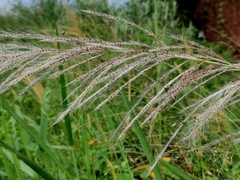 Saccharum spontaneum