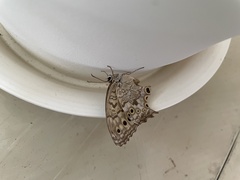 Neope goschkevitschii