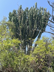 Euphorbia ingens image