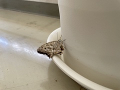 Neope goschkevitschii