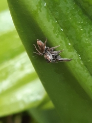 Opisthoncus polyphemus