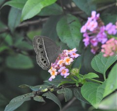 Mycalesis mineus
