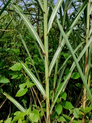 Saccharum spontaneum