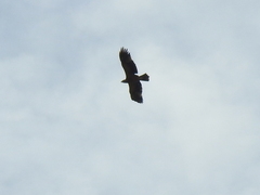 Aquila adalberti
