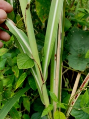 Saccharum spontaneum