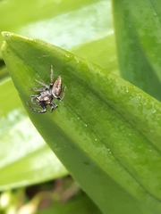 Opisthoncus polyphemus