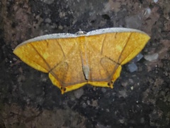 Thinopteryx crocoptera