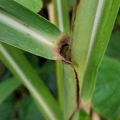 Saccharum spontaneum