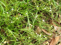 Hedyotis