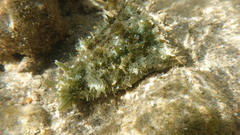 Dolabella auricularia