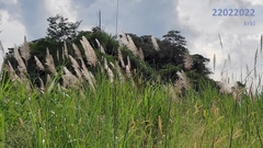 Saccharum spontaneum