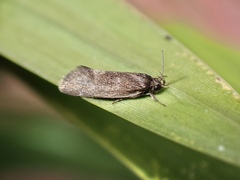 Leistomorpha brontoscopa