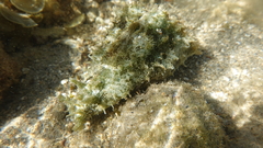 Dolabella auricularia