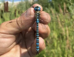 Aeshna affinis