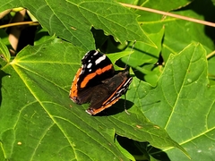 Vanessa atalanta