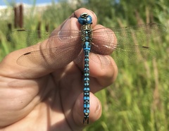 Aeshna affinis