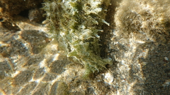 Dolabella auricularia