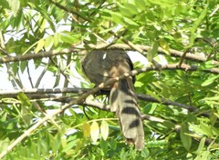 Taccocua leschenaultii