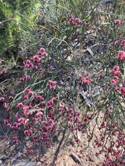 Daviesia brevifolia