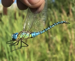 Aeshna affinis