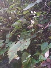 Begonia menchunaensis