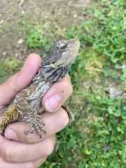 Pogona barbata