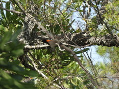 Malurus melanocephalus