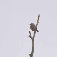 Coccothraustes coccothraustes
