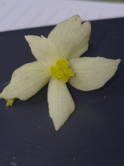 Begonia menchunaensis