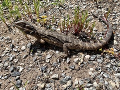 Pogona barbata