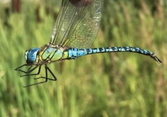 Aeshna affinis