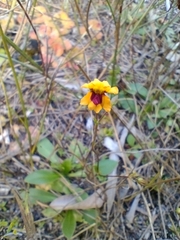 Goodenia trinervis