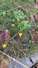 Scorzoneroides autumnalis