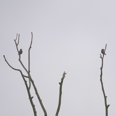 Coccothraustes coccothraustes