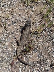 Pogona barbata