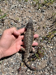Pogona barbata