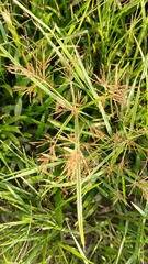 Cyperus distans