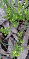 Galium gaudichaudii gaudichaudii