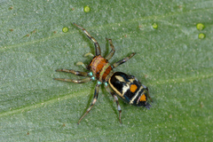 Cosmophasis micarioides