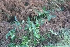 Zantedeschia aethiopica