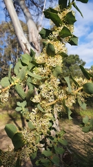 Hakea prostrata