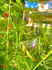 Tenodera angustipennis