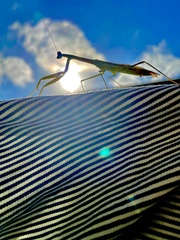 Tenodera angustipennis