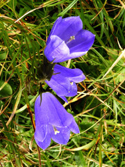 Campanula scheuchzeri