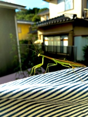 Tenodera angustipennis