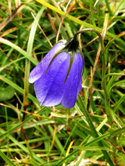 Campanula scheuchzeri