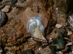 Isognomon